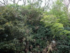 新居 景色　240203 (1 - 1)